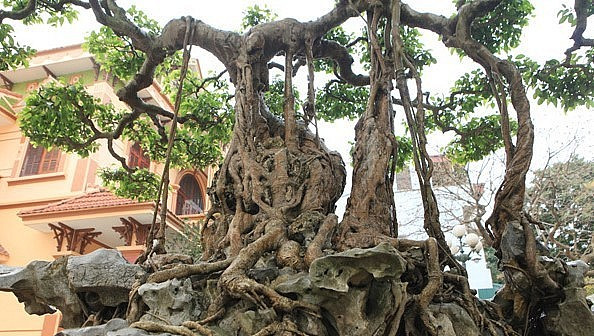 Chủ nhân của cây sanh bonsai là ông Phan Văn Toàn (một đại gia ở TP.Việt Trì, Phú Thọ). Ông Toàn cho biết, cây sanh có từ đời vua Gia Long và từng được vua Bảo Đại chơi nên gọi là cây sanh “vua”, cũng là “vua” của các cây sanh. Ảnh: Thuonghieusanpham