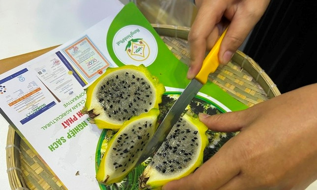 Dù khá nhỏ nhưng loại thanh long này có giá tới 300.000 đồng/kg (cao gấp 15 lần thanh long thường có giá 20.000 đồng/kg). Ảnh: Tiền phong