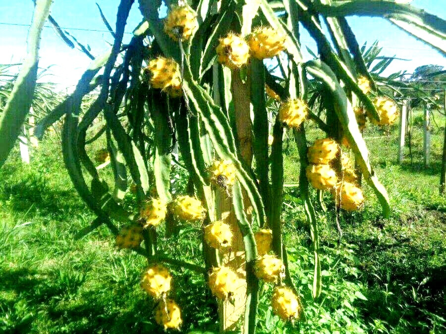 Được biết, đây là giống thanh long tổ yến, nhập khẩu từ Nam Mỹ. Ảnh: Dân Việt