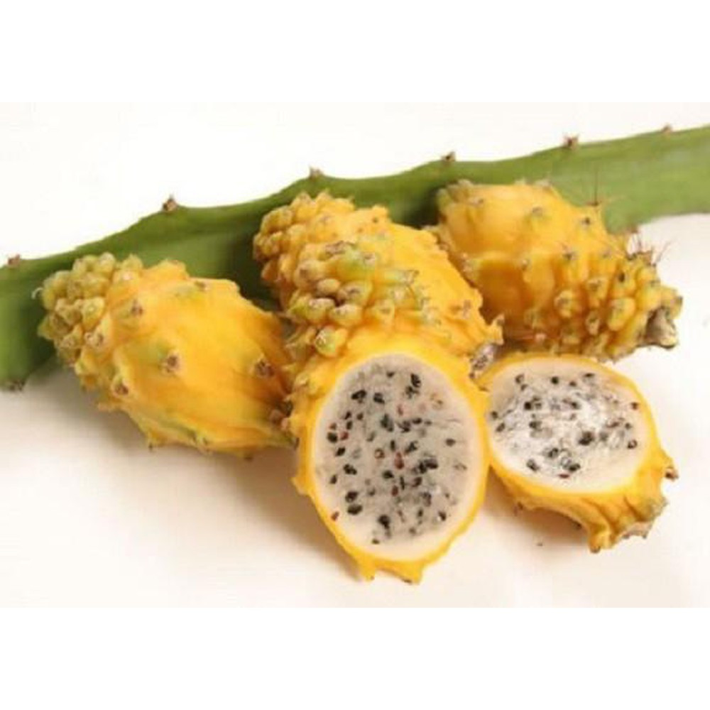 Bên cạnh đó, trái thanh long có thể giữ lâu đến một tháng. Ảnh: Shopee