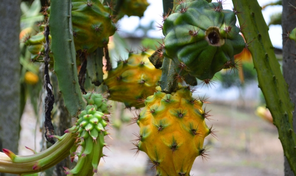 Thanh long tổ yến được nhiều người ưa chuộng bởi có độ ngọt cao gấp 3 lần loại thường. Ảnh: Cayxanhhoanggia