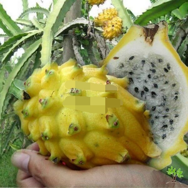 Ưu điểm của thanh long vỏ vàng là không sử dụng thuốc bảo vệ thực vật, chỉ bón phân hữu cơ ở gốc. Ảnh: NhavuonNgocLam