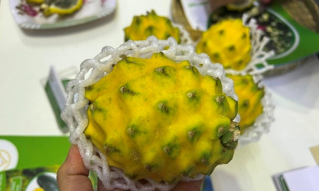 Tại Triển lãm quốc tế về chuyên ngành sản xuất và chế biến rau, hoa, quả tại Việt Nam diễn ra sáng 1/3 vừa qua, nhiều khách tham quan thích thú khi được thưởng thanh long vỏ vàng “độc lạ” chỉ to bằng nắm tay. Ảnh: Tiền phong