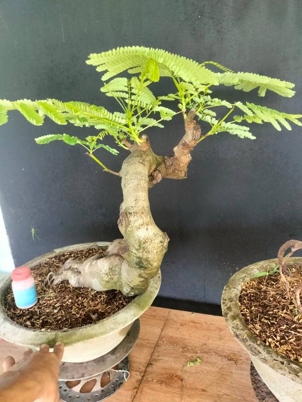Chậu phượng vĩ thân to, uốn lượn có giá hơn 3 triệu đồng. Ảnh: FB Yến Xuân Bonsai