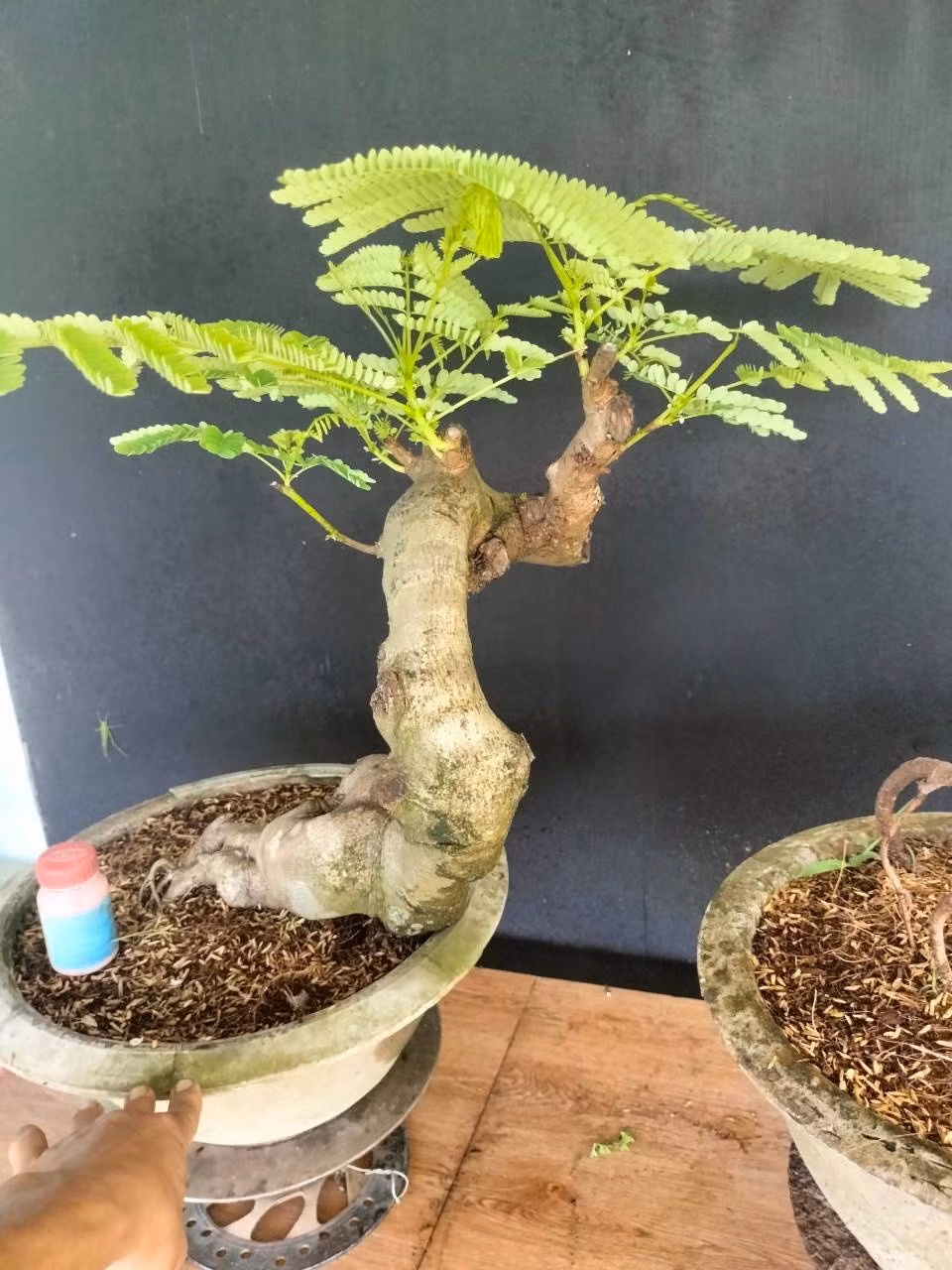 Chậu phượng vĩ thân to, uốn lượn có giá hơn 3 triệu đồng. Ảnh: FB Yến Xuân Bonsai
