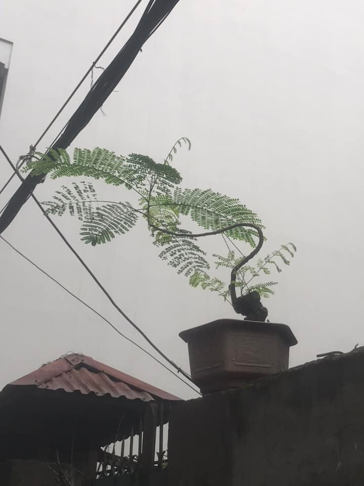 Chậu bonsai phượng vĩ mảnh mai đẹp ngỡ ngàng. Ảnh: FB Tâm Đề