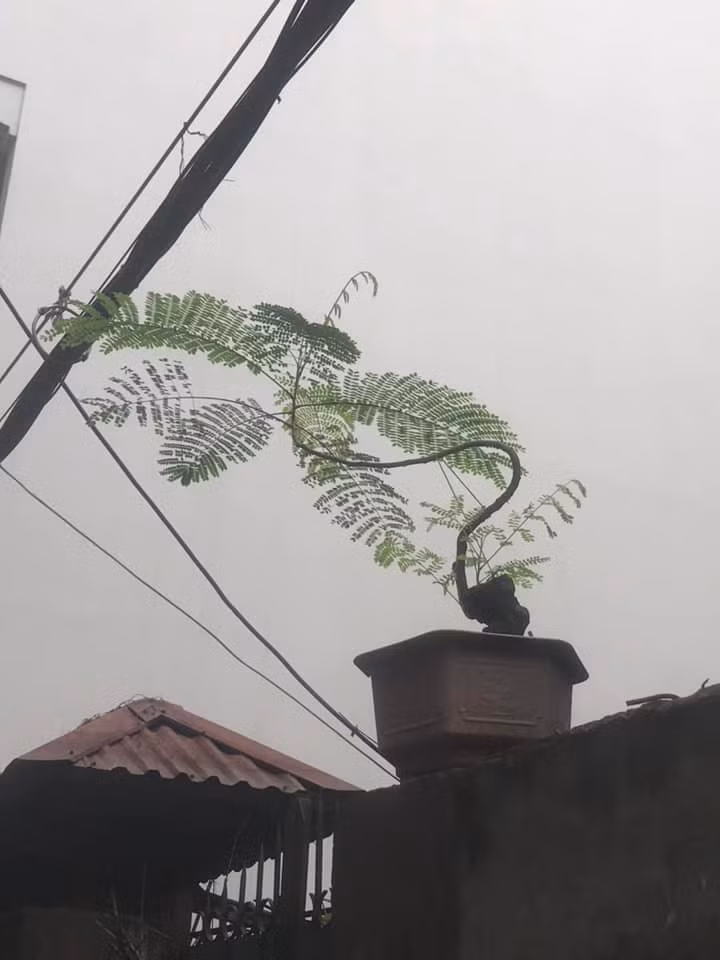 Chậu bonsai phượng vĩ mảnh mai đẹp ngỡ ngàng. Ảnh: FB Tâm Đề