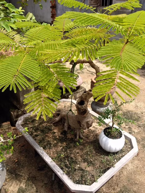 Trên thân cây có nhiều lỗ tạo vẻ cổ kính. Ảnh: FB Ly Hiệp