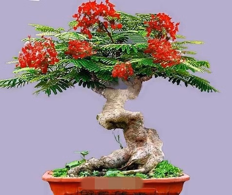 Phượng vĩ bonsai nổi bật với thân gồ ghề và chùm hoa đỏ rực. Ảnh: FB ông già hải phòng.