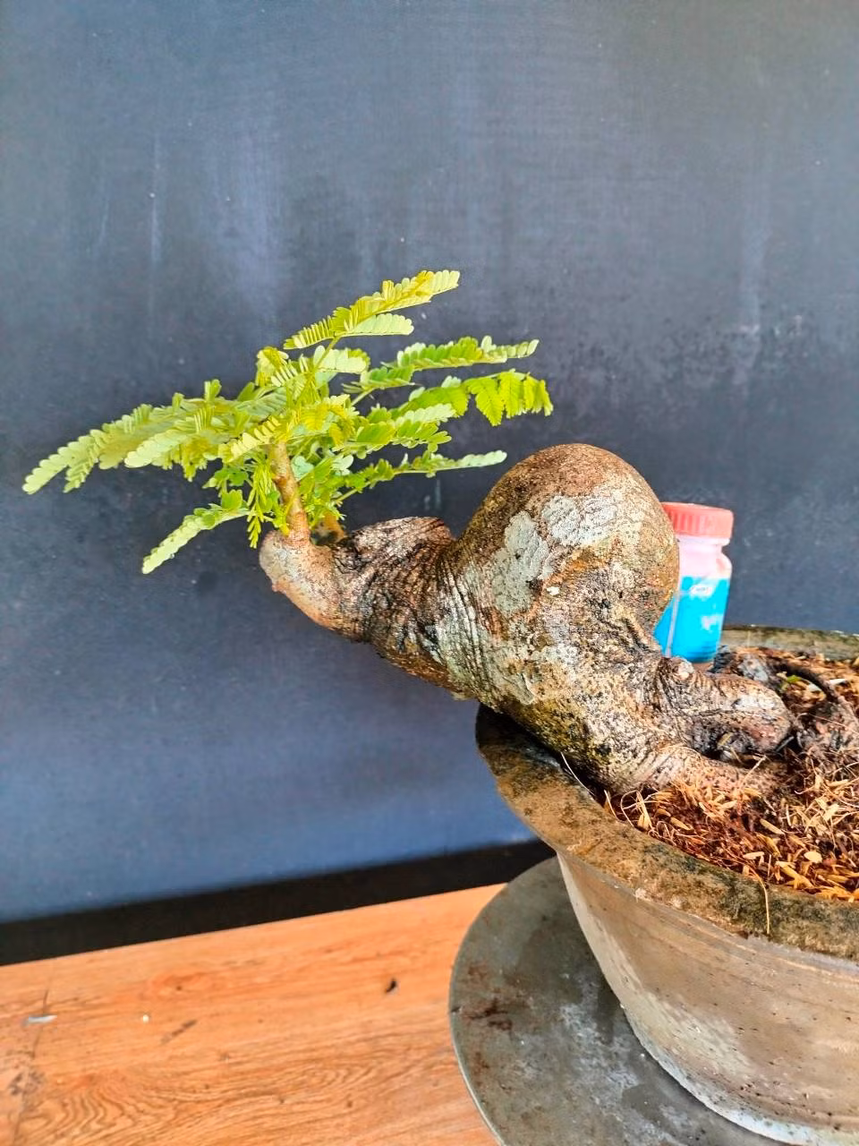 Phượng vĩ vốn là cây ưa sáng, nếu gặp điều kiện thuận lợi sẽ phát triển nhanh. Ảnh: FB Yến Xuân Bonsai