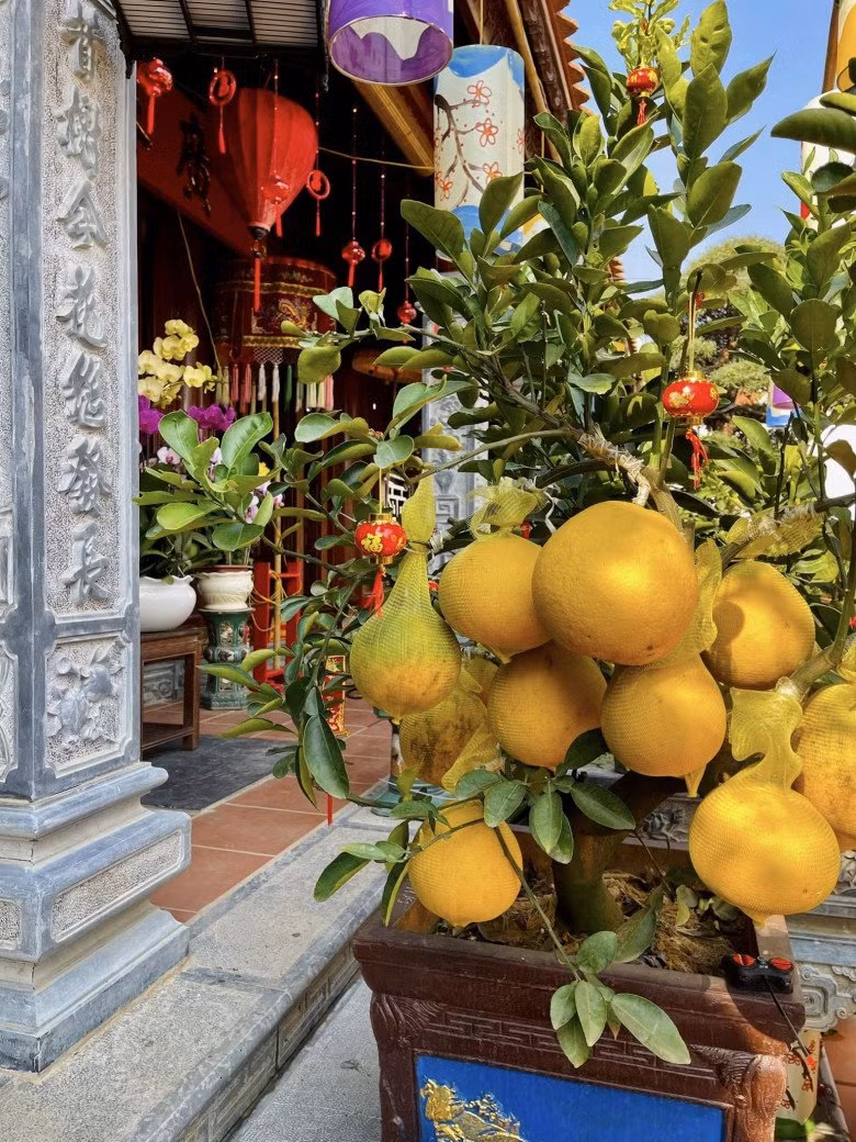 Bưởi bonsai lúc lỉu quả trông thích mắt.