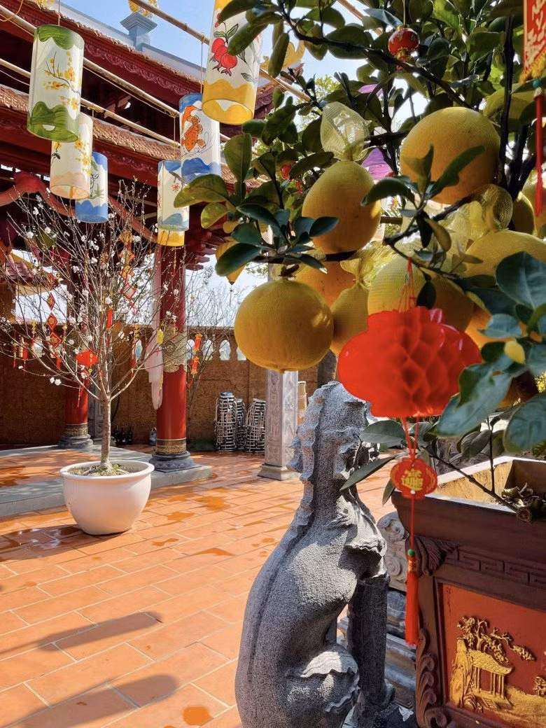 Qua những hình ảnh đăng tải, có thể thấy cây nào trong biệt phủ của Vượng Râu cũng nhiều hoa trái, sai trĩu trịt.