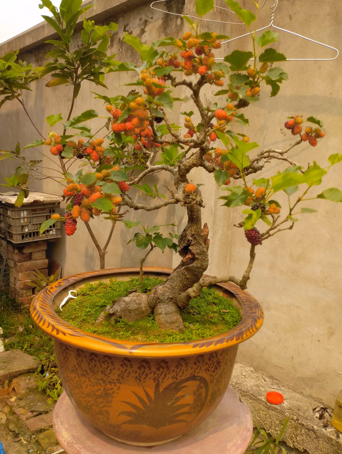 Dâu tằm kiểng có giá trị cao thường bộ gốc to, cành già và cho nhiều trái. Ảnh: Facebook