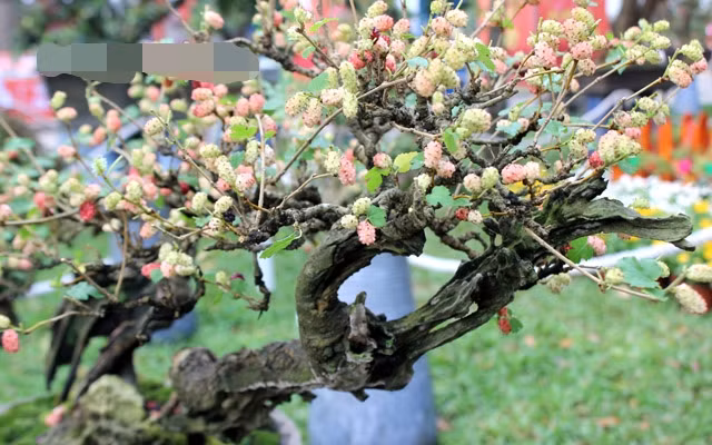 Dâu tằm bonsai dáng nghiêng lạ mắt. Ảnh: Dân Việt