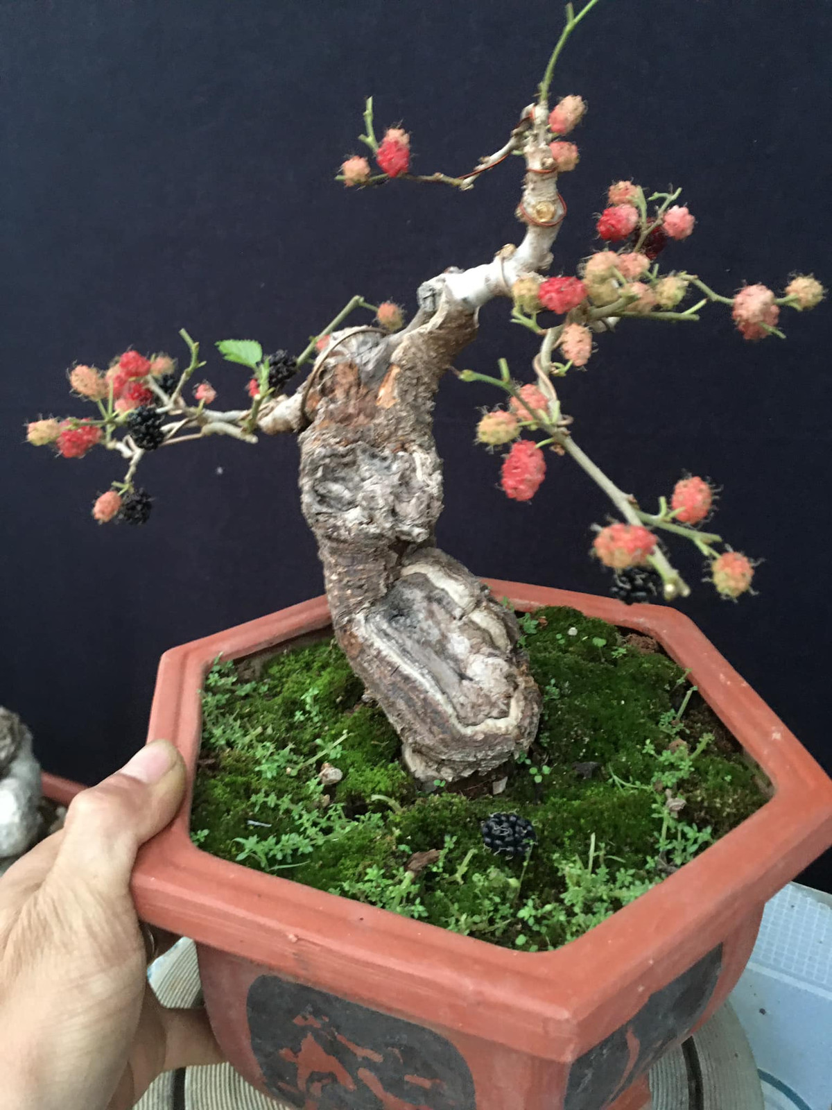 Thông thường, dâu tằm bonsai phát triển tốt nhất trong khu vực ôn đới, cận nhiệt đới và cần đầy đủ ánh sáng. Ảnh: Facebook
