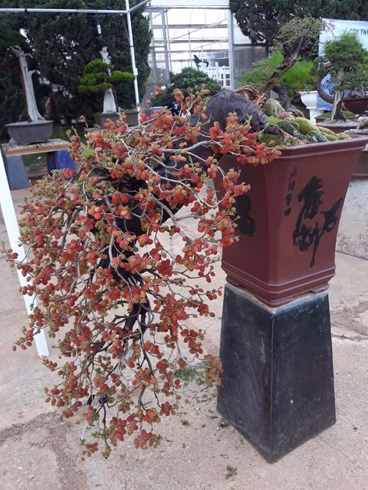 Chậu dâu tằm trĩu trịt quả khiến người xem thích thú. Ảnh: Facebook