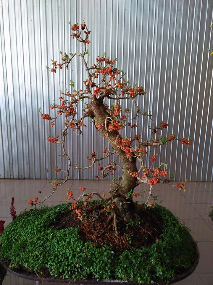 Bonsai dâu tằm dáng đẹp, dễ chăm sóc thích hợp để trang trí sân vườn, bàn làm việc, phòng khách hay lan can... Ảnh: Dân Việt