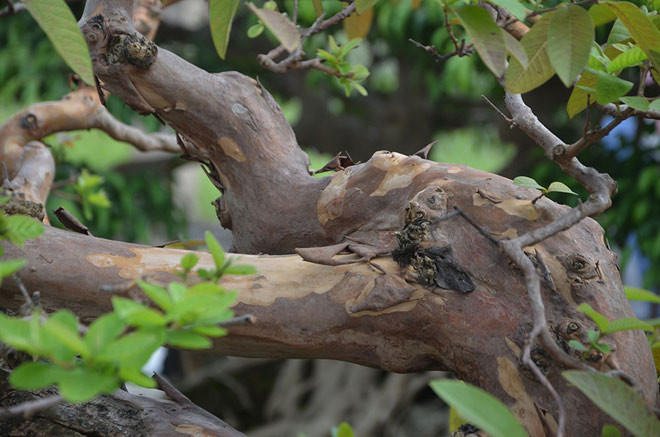 Ông Lê cho biết đã hứa với một người bạn ở Hà Nội là sau khi họ xây nhà xong sẽ đem cây ổi này đến tặng họ. Vì vậy, dù trả giá cao hơn ông cũng nhất quyết không bán. Ảnh: Dân Việt