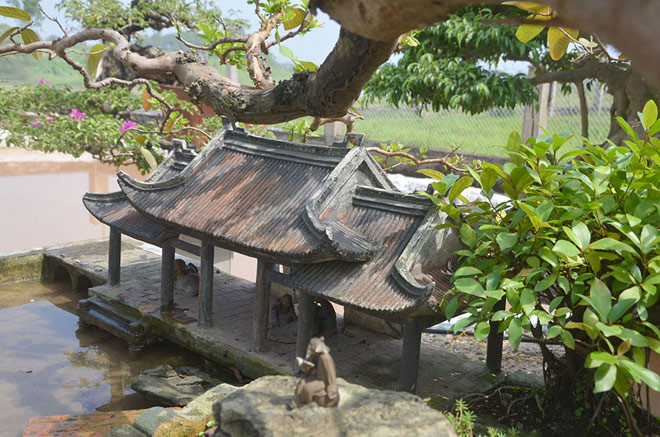 Sau nhiều năm chăm sóc, cắt tỉa từng chi tiết nhỏ, ông Lê mới tạo ra được cây ổi đẹp như hiện tại. Ảnh: Dân Việt