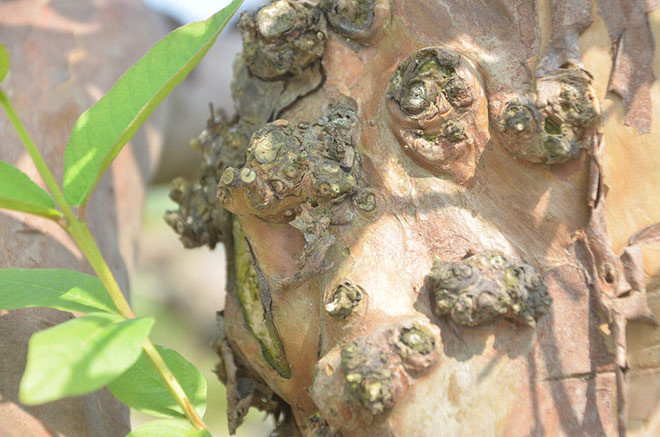 Thân cây ổi có nhiều nốt xù xù, toát lên vẻ đẹp cổ kính. Ảnh: Dân Việt