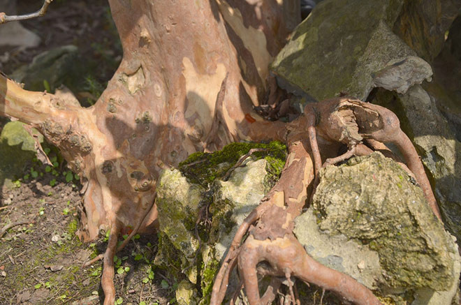 Phần rễ của cây ổi nhô lên phía trên, ôm vào phiến đá nhỏ. Ảnh: Dân Việt