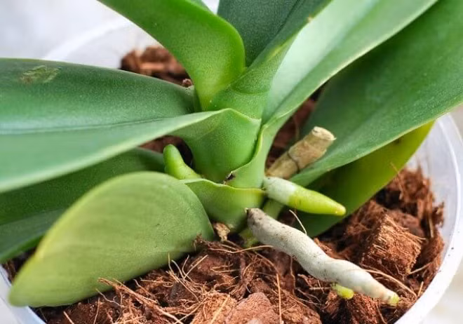 Tuy nhiên, để nuôi một chậu lan hồ điệp không hề đơn giản với người tập trồng hoa. Bởi, rễ lan hồ điệp rất mỏng manh, dễ bị thối. Ảnh: Internet