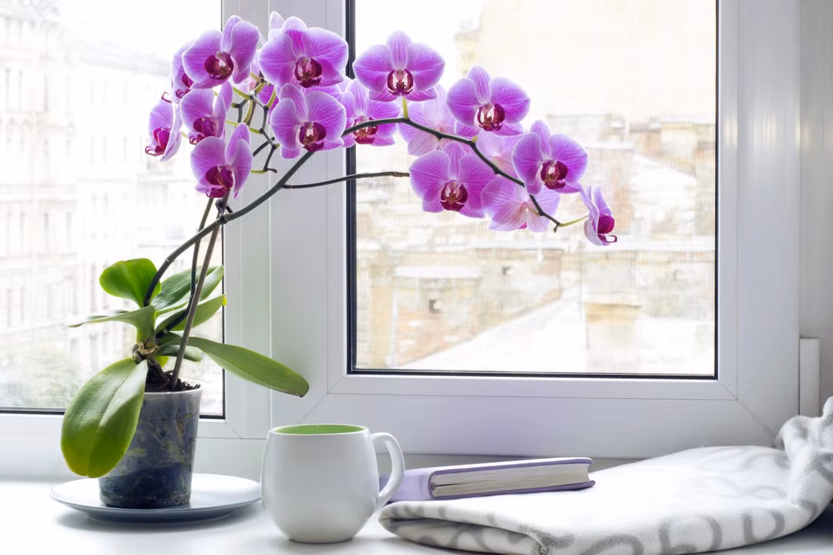  Lan hồ điệp là một trong những loài phong lan nổi tiếng được đông đảo khách hàng ưa chuộng. Lan hồ điệp có tuổi thọ lâu dài, màu sắc lạ mắt và kiểu dáng độc đáo. Ảnh: BAB Orchids