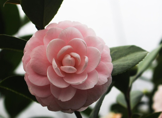 Mang vẻ đẹp diễm lệ, sang trọng, hoa trà được nhiều người lựa chọn chơi trong dịp lễ Tết. Không ít đại gia chi hàng trăm triệu đồng để mua trà cổ chơi Tết. Ảnh: Vietnamnet