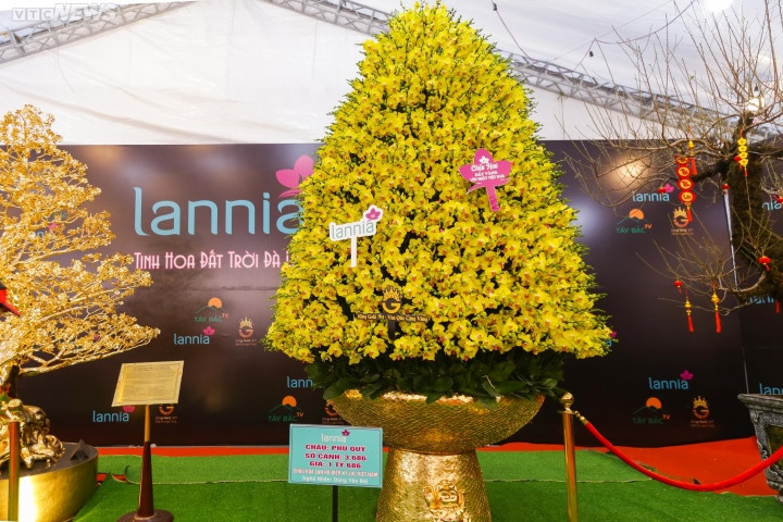 Nhiều đại gia sẵn sàng chi hàng trăm triệu, thậm chí 1 - 2 tỷ đồng để sở hữu chậu lan khủng về chơi trong dịp Tết. Ảnh: VTCNews