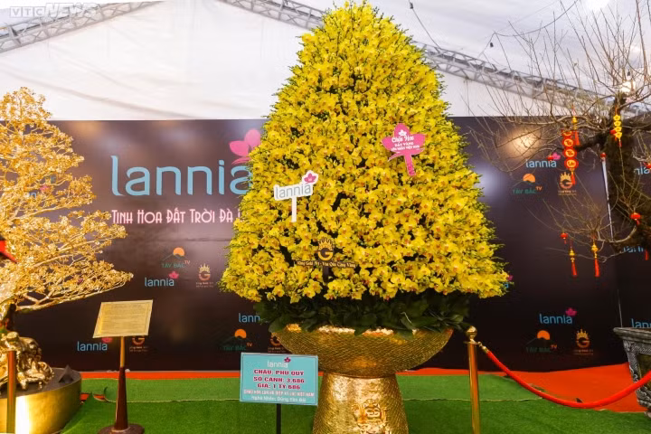Nhiều đại gia sẵn sàng chi hàng trăm triệu, thậm chí 1 - 2 tỷ đồng để sở hữu chậu lan khủng về chơi trong dịp Tết. Ảnh: VTCNews