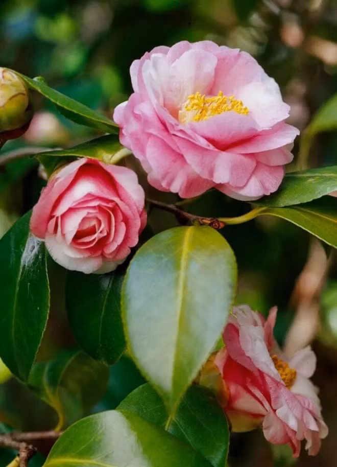 Một chậu hoa trà được chăm sóc tốt có tuổi thọ rất cao. Thế nhưng không dễ để trồng được chậu trà tốt tươi, hoa nhiều, rực rỡ. Ảnh: Vietnamnet