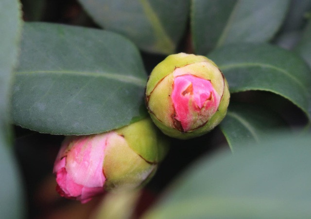 Để trà cho hoa nhiều, người trồng cần chú ý bón phân, tốt nhất dùng phân chuyên dụng cho hoa trà. Đồng thời nên bón dung dịch sunfat sắt một lần/tháng để chống kiềm hoá đất. Ảnh: Vietnamnet