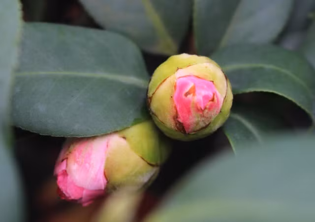 Để trà cho hoa nhiều, người trồng cần chú ý bón phân, tốt nhất dùng phân chuyên dụng cho hoa trà. Đồng thời nên bón dung dịch sunfat sắt một lần/tháng để chống kiềm hoá đất. Ảnh: Vietnamnet