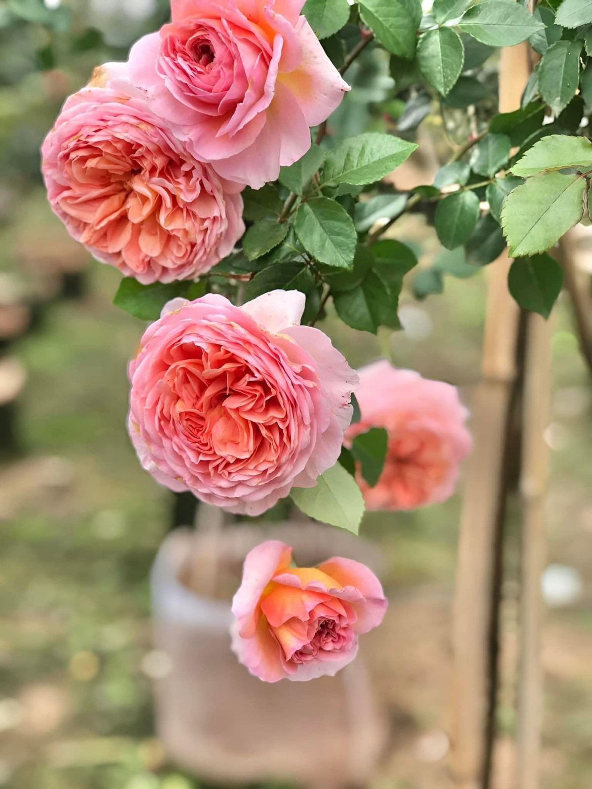 Những năm gần đây, hoa hồng ngoại được nhiều người ưa chuộng. Tuy niên, giá các loại hồng ngoại khá cao và rất khó trồng. Ảnh: Facebook