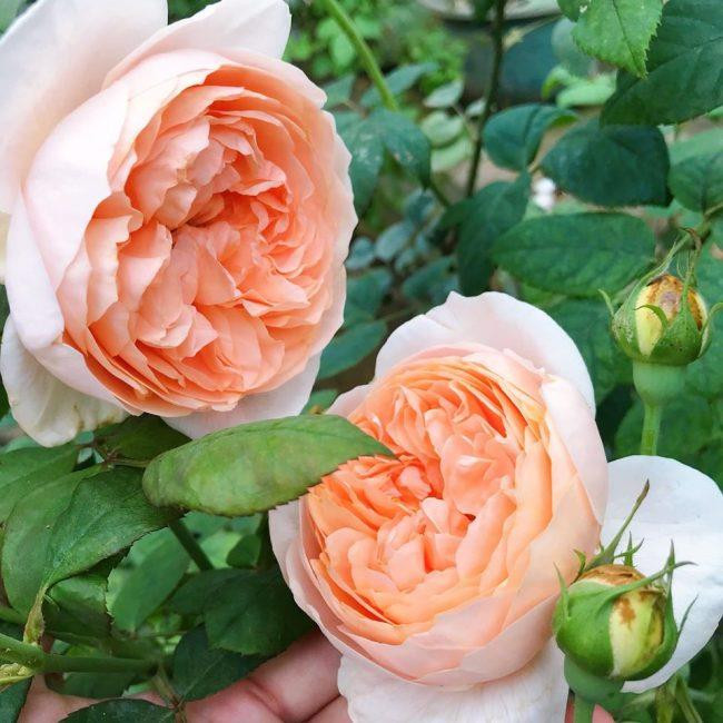 Hoa hồng ngoại dễ bị nhiễm bệnh nên cần đảm bảo môi trường thông thoáng. Nếu môi trường không thông thoáng, cây sẽ chết do sự xâm nhập của dịch bệnh và công trùng gây hại. Ảnh: Facebook