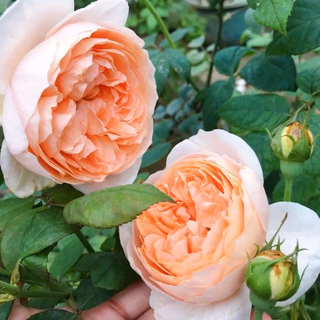 Hoa hồng ngoại dễ bị nhiễm bệnh nên cần đảm bảo môi trường thông thoáng. Nếu môi trường không thông thoáng, cây sẽ chết do sự xâm nhập của dịch bệnh và công trùng gây hại. Ảnh: Facebook