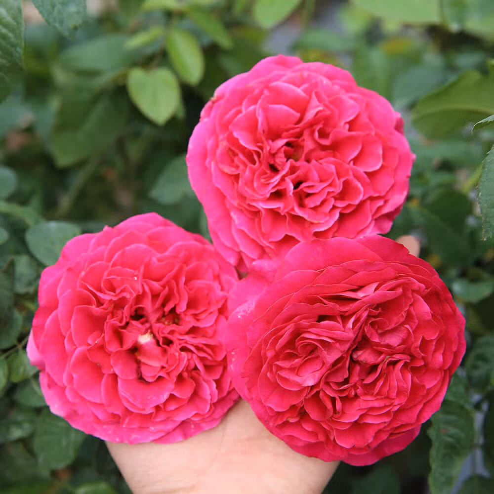 Để có chậu hồng ngoại tươi tốt, người trồng phải dành nhiều thời gian và tâm sức. Ảnh: Facebook