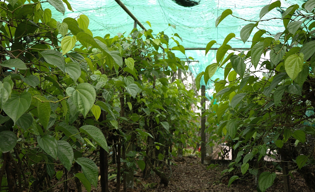 Làm giàu với loại cây bán vài nghìn đồng/lá Lam giau voi loai cay ban vai nghin dong/la