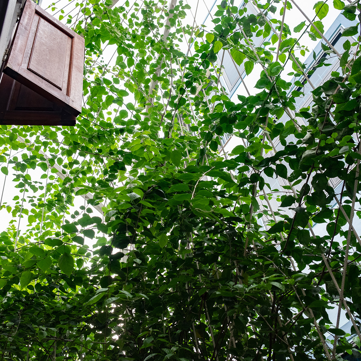 Giàn cây leo sẽ đóng vai trò hút nhiệt, tăng độ ẩm, cản bức xạ, tạo bóng râm.