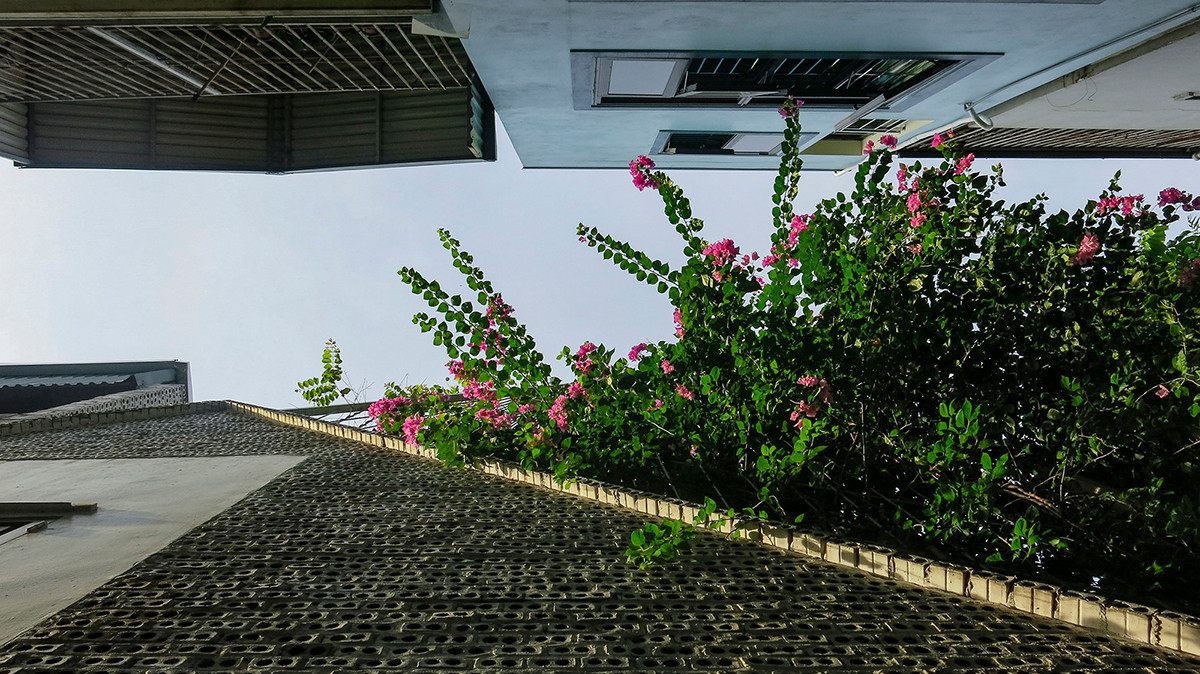 Một giải pháp nhằm giảm thiểu tối đa tình trạng bê tông hoá là sử dụng tường gạch lỗ và hệ thống giàn cây leo bên ngoài mặt tiền.