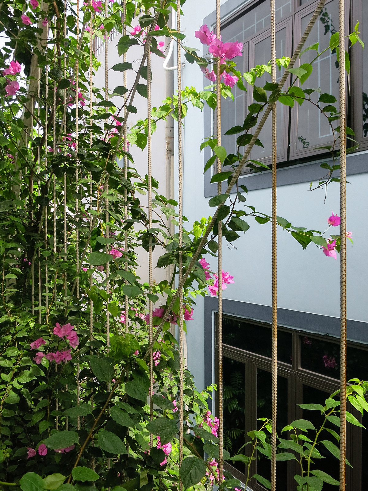 Lớp bên trong là tường gạch đặc và cửa sổ kính cường lực mang lại sự riêng tư.