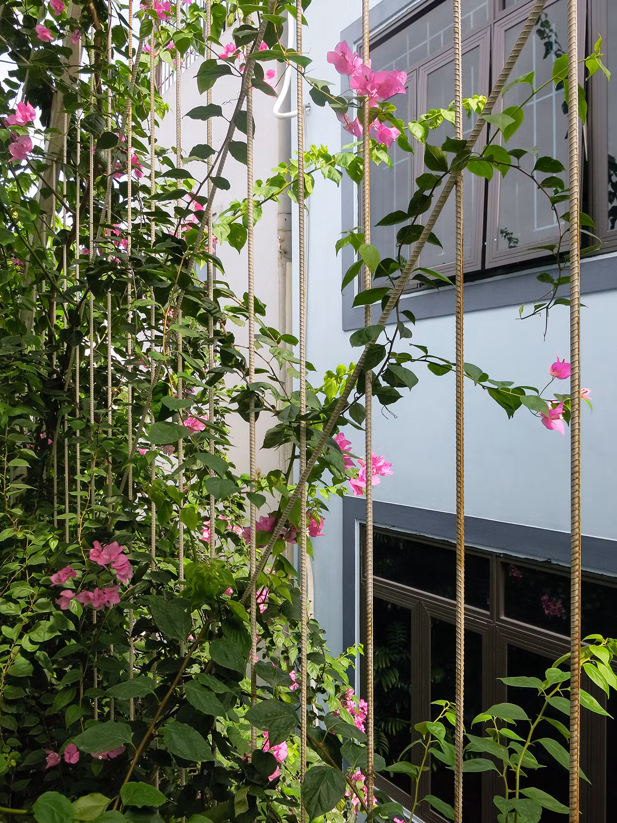 Lớp bên trong là tường gạch đặc và cửa sổ kính cường lực mang lại sự riêng tư.