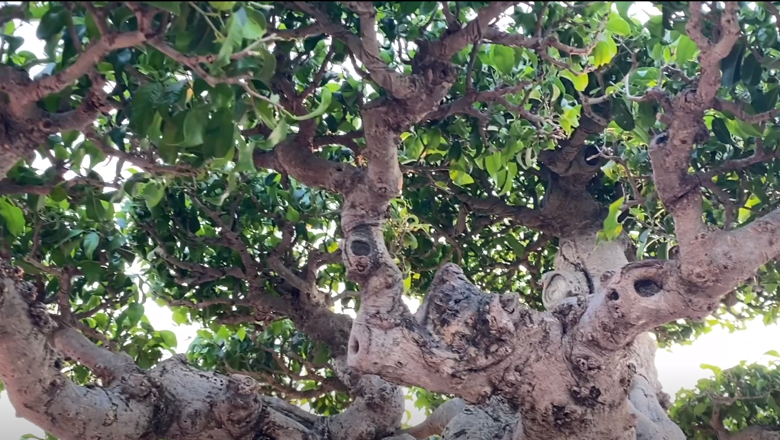 Ngoài giá trị về mặt thời gian, tác phẩm sanh cổ này còn khiến dân mạng xuýt xoa không ngớt vì độ tinh tế, kỳ công và giá trị vô cùng đắt đỏ. Ảnh:chụp màn hình