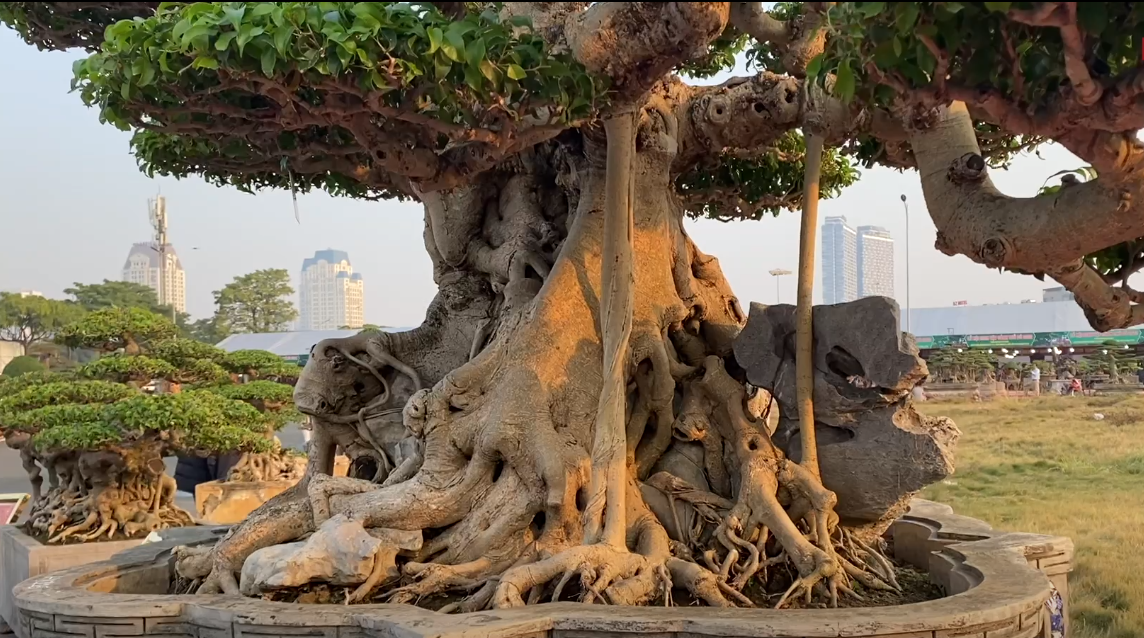 Ông Cường cho biết, tác phẩm “Thần Kim Quy" ngay từ khi được chọn gốc để tạo tác thì đã có hàng trăm năm tuổi. Ảnh: VTCNews