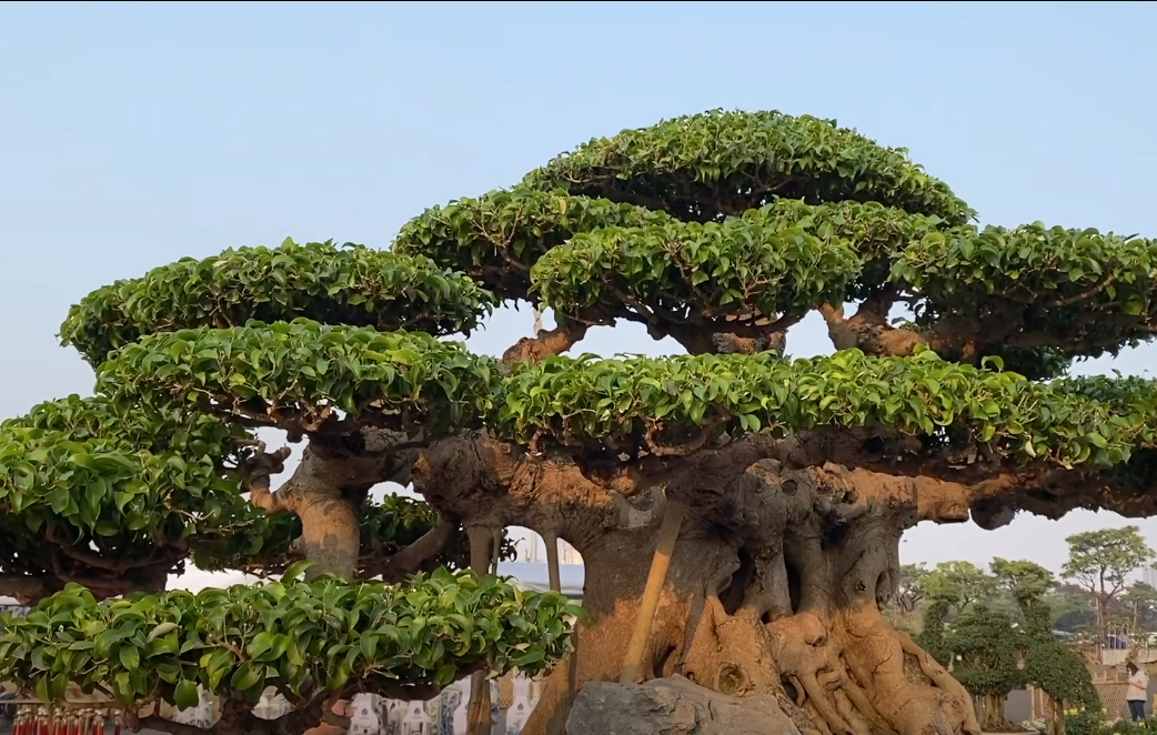 Tán cây tròn, đều và đẹp mắt. Ảnh chụp màn hình