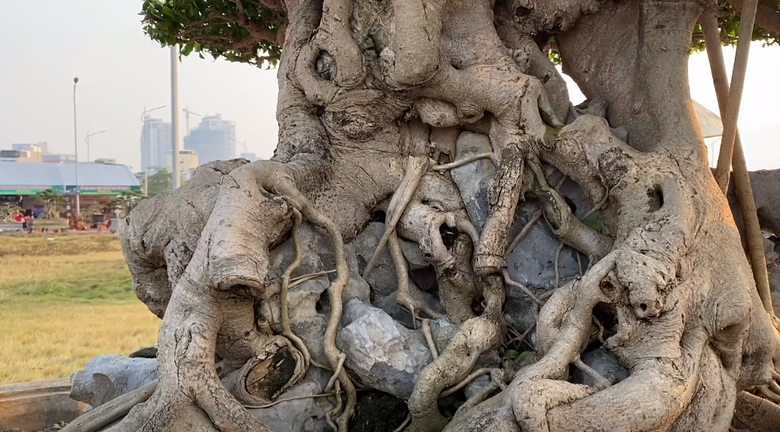 Bất cứ ai ngang qua cũng phải xuýt xoa, trầm trồ. Ảnh chụp màn hình