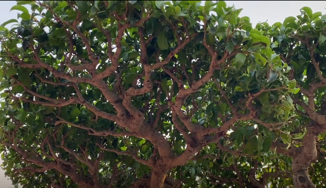 Và trải qua hàng chục năm tạo tác, cây sanh mới được hoàn thiện như ngày nay. Ảnh: VTCNews