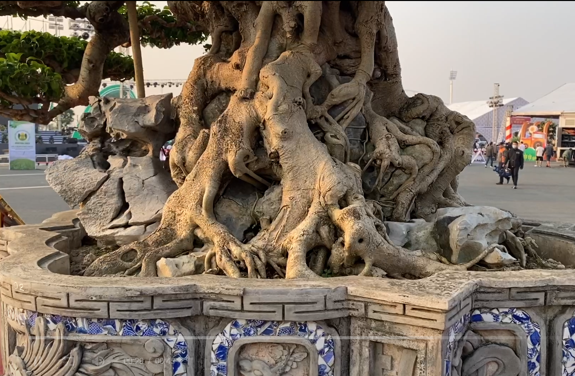 Rễ cây lan toả, bám chặt vào các khối đá. Ảnh chụp màn hình