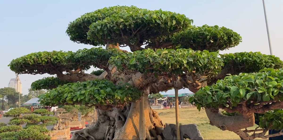 Cây sanh cổ thuộc sở hữu của ông nghệ nhân Nguyễn Mạnh Cường (Hải Dương). Ảnh: VTCNews