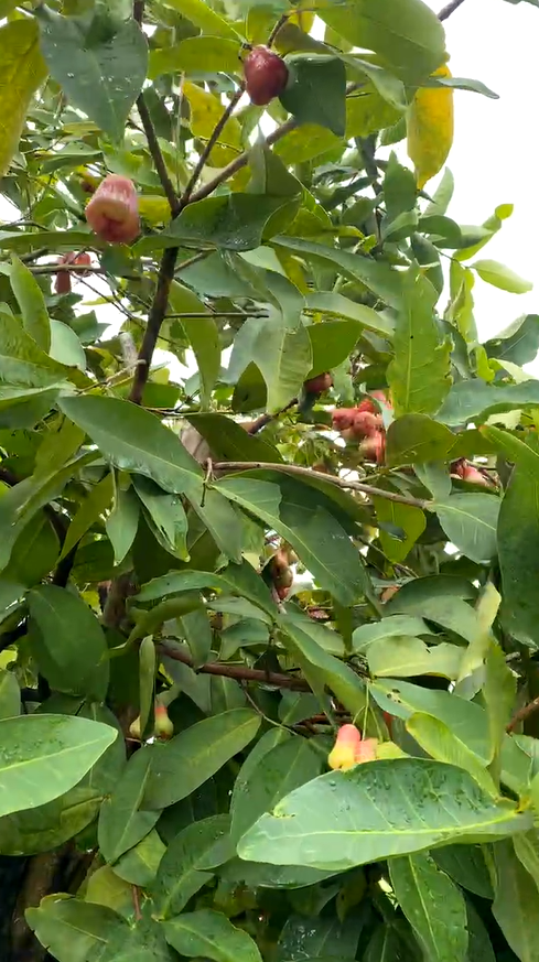 Rau củ quả nào trong vườn của Mười khó cũng chất lượng. Ảnh: FBNV